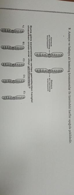 9. Anneye ve babaya ait homolog kromozomlar ile üzerindeki harfler aşağıda şekildedir.
Anneye
ait homolog
kromozom
2.310 m Ang
Babaya
-Bit horolog
kromozom
Buna göre seçeneklerde verilen gametlerden hangisi
oluşurken cross-over olayı görülmemiştir?
A)
B)
0
C)
E)
2312g
DUODU ITD
