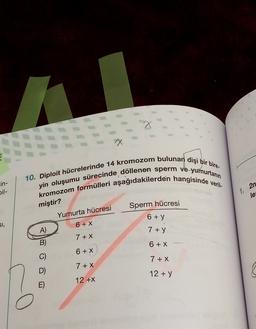 10. Diploit hücrelerinde 14 kromozom bulunan dişi bir bire.
kromozom formülleri aşağıdakilerden hangisinde veril-
yin oluşumu sürecinde döllenen sperm ve yumurtanın
in-
bil-
1. 20
le
miştir?
Sperm hücresi
Yumurta hücresi
6+y
SI,
6 + x
A)
7+y
7+X
B)
6 + X
6 + X
7+X
7+X
Ô
D)
12 + y
12 +X
O
