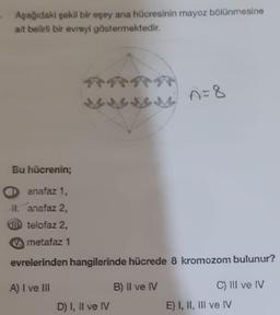 Aşağıdaki şekil bir eşey ana hücresinin mayoz bölünmesine
ait belirli bir evreyi göstermektedir.
n=8
Bu hücrenin;
anafaz 1.
H. anafaz 2,
CUID telofaz 2,
metafaz 1
evrelerinden hangilerinde hücrede 8 kromozom bulunur?
A) I ve III
B) Il ve IV
C) Ill ve IV
D) I, II ve IV
E) I, II, III ve IV