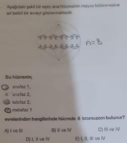 Aşağıdaki şekil bir eşey ana hücresinin mayoz bölünmesine
ait belirli bir evreyi göstermektedir.
n=8
Bu hücrenin;
anafaz 1.
H. anafaz 2,
CUID telofaz 2,
metafaz 1
evrelerinden hangilerinde hücrede 8 kromozom bulunur?
A) I ve III
B) Il ve IV
C) Ill ve IV
D) I, II ve IV
E) I, II, III ve IV
