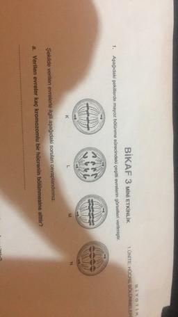 BİKAF 3 MİNİ ETKİNLİK
BIYOTIK
1. ÜNİTE: HÜCRE BÖLÜNMELER
1. Aşağıdaki şekillerde mayoz bölünme sürecindeki çeşitli evrelerin görselleri verilmiştir.
M
L
N
Şekilde verilen evrelerle ilgili aşağıdaki soruları cevaplandınınız.
a. Verilen evreler kaç kromozomlu bir hücrenin bölünmesine aittir?