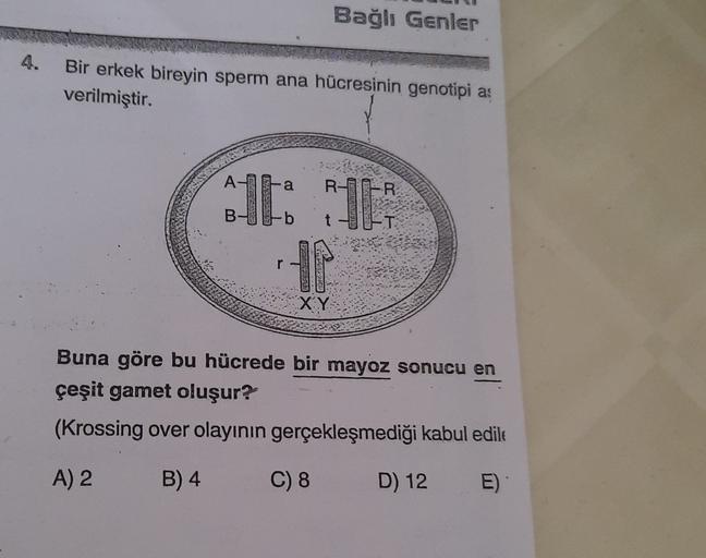 Bağlı Genler
Bir erkek bireyin sperm ana hücresinin genotipi a:
verilmiştir.
A-
a
R-
R
B-
-b
T
16:11
.
--10
XY
Buna göre bu hücrede bir mayoz sonucu en
çeşit gamet oluşur?
(Krossing over olayının gerçekleşmediği kabul edile
A) 2
B) 4
C) 8
D) 12
E)
