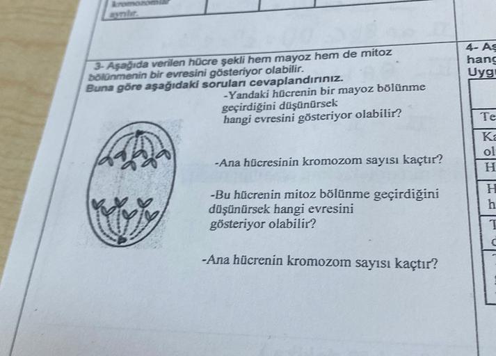 romano
ayur
4- AS
hang
Uyg
3. Aşağıda verilen hücre şekli hem mayoz hem de mitoz
bolünmenin bir evresini gösteriyor olabilir.
Buna göre aşağıdaki soruları cevaplandırınız.
-Yandaki hücrenin bir mayoz bölünme
geçirdiğini düşünürsek
hangi evresini gösteriyor