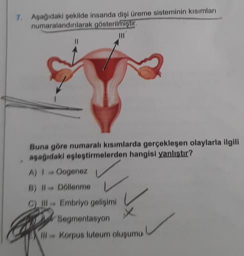 7. Aşağıdaki şekilde insanda dişi üreme sisteminin kısımları
numaralandırılarak gösterilmiştir
II
Buna göre numaralı kısımlarda gerçekleşen olaylarla ilgili
aşağıdaki eşleştirmelerden hangisi yanlıstır?
A) I Oogenez
B) II Döllenme
C) III - Embriyo gelişimi