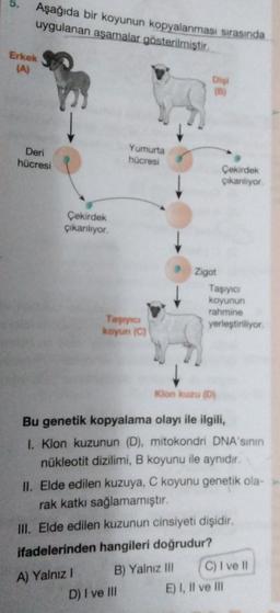 Aşağıda bir koyunun kopyalanması sırasında
uygulanan aşamalar gösterilmiştir.
Erkek
(A)
Di
Deri
hücresi
Yumurta
hücresi
Çekirdek
Çıkanliyor
Çekirdek
Çikanlıyor
Zigot
Taşıyıc
koyunun
rahmine
yerleştiriliyor
Taşıyıc
koyun (C)
Kion Kuzu (D)
Bu genetik kopyalama olayı ile ilgili,
1. Klon kuzunun (D), mitokondri DNA'sinin
nükleotit dizilimi, B koyunu ile aynıdır.
II. Elde edilen kuzuya, C koyunu genetik ola-
rak katkı sağlamamıştır.
III. Elde edilen kuzunun cinsiyeti dişidir.
ifadelerinden hangileri doğrudur?
A) Yalnız B) Yalnız III
C) I ve II
D) I ve III
E) I, II ve m