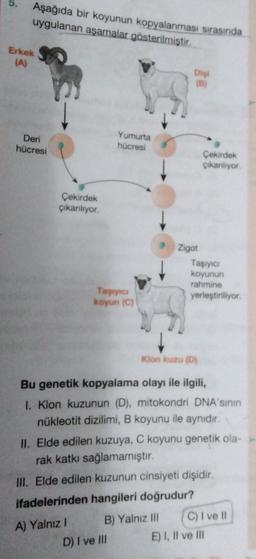 Aşağıda bir koyunun kopyalanması sırasında
uygulanan aşamalar gösterilmiştir.
Erkek
(A)
Di
Deri
hücresi
Yumurta
hücresi
Çekirdek
Çıkanliyor
Çekirdek
Çikanlıyor
Zigot
Taşıyıc
koyunun
rahmine
yerleştiriliyor
Taşıyıc
koyun (C)
Kion Kuzu (D)
Bu genetik kopyalama olayı ile ilgili,
1. Klon kuzunun (D), mitokondri DNA'sinin
nükleotit dizilimi, B koyunu ile aynıdır.
II. Elde edilen kuzuya, C koyunu genetik ola-
rak katkı sağlamamıştır.
III. Elde edilen kuzunun cinsiyeti dişidir.
ifadelerinden hangileri doğrudur?
A) Yalnız B) Yalnız III
C) I ve II
D) I ve III
E) I, II ve m
