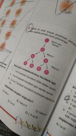 It
/
10. Sağlıklı bir erkek bireyde gerçekleşen spermato
olayı aşağıda şematik olarak gösterilmiştir.
1
Sperm ana
hücresi
<<
Mayoz!
3
vot hücreler-
ortak ola-
HIZ VE RENK YAYINLARI
Mayoz II
6
Buna göre numaralandırılmış hücrelerle ilgili,
1. 1 ve 3 numaralı hücrelerin DNA miktarı aynıdır.
II. 5 ve 6 numaralı hücrelerin gen sayıları aynıdır.
III. 2, 4 ve 7 numaralı hücrelerin kromozom sayıları aynı
7
dir.
ifadelerinden hangileri doğrudur?
Bui
A) Yalnız!
I.
bir
D) Ive 11
B) Yalnız 11
X VE
III. Y car
dır.
IV. X canlist
katkı sağla
yargılarından h
C) Yalnız III
E) I, II ve III
to fall
A) I ve 111
9.A
VOC