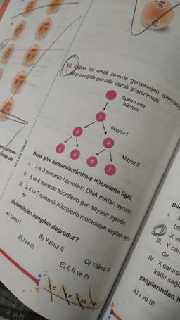 It
/
10. Sağlıklı bir erkek bireyde gerçekleşen spermato
olayı aşağıda şematik olarak gösterilmiştir.
1
Sperm ana
hücresi
<<
Mayoz!
3
vot hücreler-
ortak ola-
HIZ VE RENK YAYINLARI
Mayoz II
6
Buna göre numaralandırılmış hücrelerle ilgili,
1. 1 ve 3 numaralı hücrelerin DNA miktarı aynıdır.
II. 5 ve 6 numaralı hücrelerin gen sayıları aynıdır.
III. 2, 4 ve 7 numaralı hücrelerin kromozom sayıları aynı
7
dir.
ifadelerinden hangileri doğrudur?
Bui
A) Yalnız!
I.
bir
D) Ive 11
B) Yalnız 11
X VE
III. Y car
dır.
IV. X canlist
katkı sağla
yargılarından h
C) Yalnız III
E) I, II ve III
to fall
A) I ve 111
9.A
VOC
