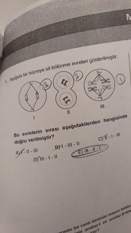 1. Aşağıda bir hücreye ait bölünme evreleri gösterilmiştir.
II
Bu evrelerin sırası aşağıdakilerden hangisinde
doğru verilmiştir?
Alt. 11 - BHI - III - II C) TI -- III
D) III-1 -11
E) III - II -
mlu bir canlı türünün mayoz bölün
Inin anafaz-l ve anafaz-Ildek
tir?