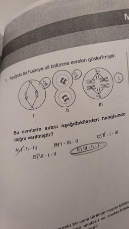 1. Aşağıda bir hücreye ait bölünme evreleri gösterilmiştir.
II
Bu evrelerin sırası aşağıdakilerden hangisinde
doğru verilmiştir?
Alt. 11 - BHI - III - II C) TI -- III
D) III-1 -11
E) III - II -
mlu bir canlı türünün mayoz bölün
Inin anafaz-l ve anafaz-Ildek
tir?
