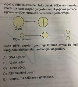 Zigotta, diğer hücrelerden farklı olarak, bölünme sırasında
interfazda bazı olaylar gerçekleşmez. Aşağıdaki şemada
zigotun ve diğer hücrelerin bölünmeleri gösterilmiştir.
O
Zigot
O
Diğer hücreler
Buna göre, zigotun geçirdiği interfaz evresi ile ilgili
aşağıdaki açıklamalardan hangisi doğrudur?
A) DNA eşlenir.
B) Ağırlık artar.
C) Hücre büyür.
D) ATP tüketimi durur.
E) Sitoplazma bölünmesi gerçekleşir.