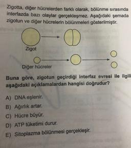 Zigotta, diğer hücrelerden farklı olarak, bölünme sırasında
interfazda bazı olaylar gerçekleşmez. Aşağıdaki şemada
zigotun ve diğer hücrelerin bölünmeleri gösterilmiştir.
O
Zigot
O
Diğer hücreler
Buna göre, zigotun geçirdiği interfaz evresi ile ilgili
aşağıdaki açıklamalardan hangisi doğrudur?
A) DNA eşlenir.
B) Ağırlık artar.
C) Hücre büyür.
D) ATP tüketimi durur.
E) Sitoplazma bölünmesi gerçekleşir.
