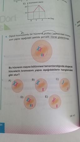 E)
Kromozom sayısı
20
10
DOM
Olay
X
Y
Z
& May
say
4. Diploit kromozomlu bir hücrenin profaz-l evresindeki kromo-
zom yapısı aşağıdaki şekilde şematik olarak gösterilmiştir.
XX
XX
Bu hücrenin mayoz bölünmesi tamamlandığında oluşacak
hücrelerin kromozom yapısı aşağıdakilerin hangisindeki
gibi olur?
A)
B)
C)
XX
X
X
D)
E)
X
XX
X
3.B 4.C
04
