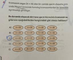 4.
Kromozom sayısı 2n = 46 olan bir canlıda sperm oluşumu sıra-
sinda Mayoz I evresinde homolog kromozomlardan bir tanesinin
ayrılmadığı görülüyor.
Bu durumda oluşacak dört tane sperm hücresinin kromozom sa-
yılarının aşağıdakilerden hangisindeki gibi olması beklenir?
A)
n = 23
n = 23
n = 23
n = 25
B)
n = 23
n = 23
n = 23
n = 23
C)
n = 23
n = 23
n = 24
n = 22
_
000
D)
n = 24
n = 24
n = 22
n = 22
E)
n = 23
2n = 24
n = 23
2n = 22