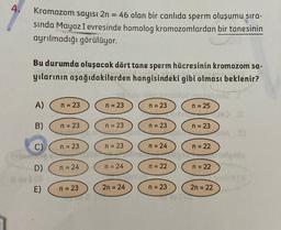 4.
Kromozom sayısı 2n = 46 olan bir canlıda sperm oluşumu sıra-
sinda Mayoz I evresinde homolog kromozomlardan bir tanesinin
ayrılmadığı görülüyor.
Bu durumda oluşacak dört tane sperm hücresinin kromozom sa-
yılarının aşağıdakilerden hangisindeki gibi olması beklenir?
A)
n = 23
n = 23
n = 23
n = 25
B)
n = 23
n = 23
n = 23
n = 23
C)
n = 23
n = 23
n = 24
n = 22
_
000
D)
n = 24
n = 24
n = 22
n = 22
E)
n = 23
2n = 24
n = 23
2n = 22
