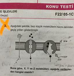 KONU TESTİ
E İŞLEVLERİ
Geçişi)
F22/05-1C
3.
Aşağıdaki şekilde, bazı küçük moleküllerin hücre zarından
geçiş yolları gösterilmiştir.
stoles
it
K ve
ADP
ATP
N
Z
x
Y,
Bost da
lasglad prasi
Buna göre, X, Y ve Z molekülleri, aşağıda verilenler-
den hangisi olabilir?
