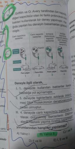 10 F. Griffith ve 0. Avery tarafından biri kapott
bakteri kullanılarak bir deney yapılmıştır. Apa
diğeri kapsülsüz olan iki farklı pnömokoko
ğıda yapılan bu deneyin basamakları göster
le
aş
miştir.
Bölünm
esinde
pekirde
Istilazak
öldürülmis
Canlı kapsülsüz
bakteriler
Canlı kapsüllü Isıtılarak
bakteriler
öldürülmüş
kapsüllü
bakteriler
4 DNA
şidi
kapsüllü baleries
canlı küpsülsiz
bakterilerle
karıştırılmas
Kapsül
29
Bakteri
çeşidi
Enjeksiyon
bilinm
Sonuçlar
Unme
Fare yaşar.
Fare ölür.
Fare yaşar.
Fare ölür.
2
com-
Deneyle ilgili olarak,
I. 1. deneyde kullanılan bakteriler farede
hastalığa yol açmamıştır.
II. 3. deneyde bakterilerin isitilarak öldürül-4
mesi DNA molekülünün denatürasyonuna
neden olmuştur.
III. 4. deneyde canlı kapsülsüz bakteriler, is
tılarak öldürülmüş bakterilerin DNA'sini
alarak hastalık yapma özelliği kazanmıştır.
nRNA
Palme Yaymeve
nami-
yorumlarından hangileri yapılamaz?
A) Yalnız!
C) I veill
B) Yalnız ll
mun-
D) Il ve III
E) I, II ve III
il
