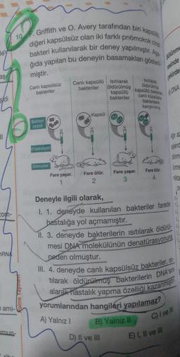 10 F. Griffith ve 0. Avery tarafından biri kapott
bakteri kullanılarak bir deney yapılmıştır. Apa
diğeri kapsülsüz olan iki farklı pnömokoko
ğıda yapılan bu deneyin basamakları göster
le
aş
miştir.
Bölünm
esinde
pekirde
Istilazak
öldürülmis
Canlı kapsülsüz
bakteriler
Canlı kapsüllü Isıtılarak
bakteriler
öldürülmüş
kapsüllü
bakteriler
4 DNA
şidi
kapsüllü baleries
canlı küpsülsiz
bakterilerle
karıştırılmas
Kapsül
29
Bakteri
çeşidi
Enjeksiyon
bilinm
Sonuçlar
Unme
Fare yaşar.
Fare ölür.
Fare yaşar.
Fare ölür.
2
com-
Deneyle ilgili olarak,
I. 1. deneyde kullanılan bakteriler farede
hastalığa yol açmamıştır.
II. 3. deneyde bakterilerin isitilarak öldürül-4
mesi DNA molekülünün denatürasyonuna
neden olmuştur.
III. 4. deneyde canlı kapsülsüz bakteriler, is
tılarak öldürülmüş bakterilerin DNA'sini
alarak hastalık yapma özelliği kazanmıştır.
nRNA
Palme Yaymeve
nami-
yorumlarından hangileri yapılamaz?
A) Yalnız!
C) I veill
B) Yalnız ll
mun-
D) Il ve III
E) I, II ve III
il
