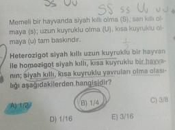 SS SS Vo v
You
Memeli bir hayvanda siyah kıllı olma (S), sarı kıllı ol-
maya (s); uzun kuyruklu olma (U), kısa kuyruklu ol-
maya (u) tam baskındır.
Heterozigot siyah kıllı uzun kuyruklu bir hayvan
ile homozigot siyah kıllı, kısa kuyruklu bir hayva-
nin; siyah kıllı, kısa kuyruklu yavruları olma olası-
lığı aşağıdakilerden hangisidir?
C) 3/8
A) 1/2
(B) 1/4
D) 1/16
E) 3/16
