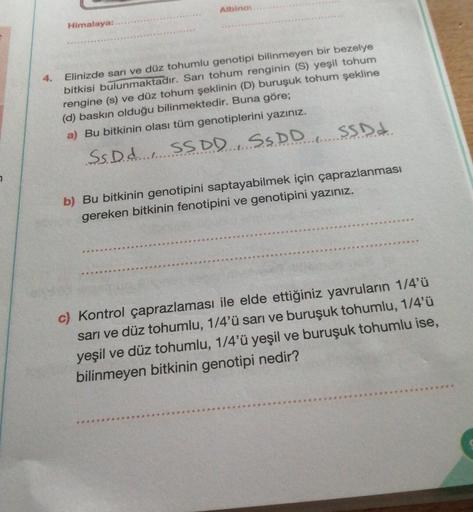 Albino:
Himalaya:...
Elinizde sarı ve düz tohumlu genotipi bilinmeyen bir bezelye
bitkisi bulunmaktadır. Sarı tohum renginin (S) yeşil tohum
rengine (s) ve düz tohum şeklinin (D) buruşuk tohum şekline
(d) baskın olduğu bilinmektedir. Buna göre;
a) Bu bitki