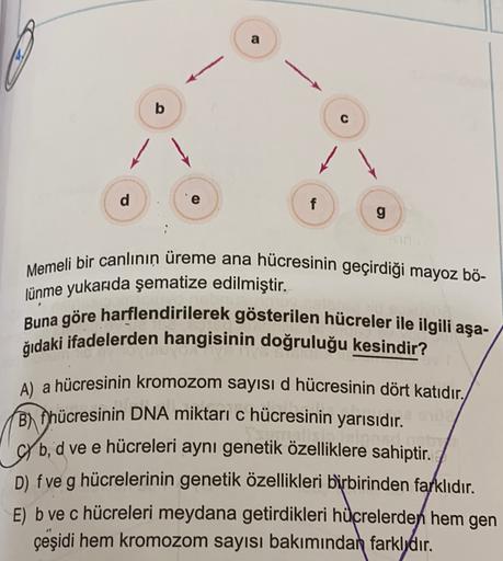 a
b
C C
d
e
f
g
Memeli bir canlının üreme ana hücresinin geçirdiği mayoz bö-
lünme yukarıda şematize edilmiştir.
Buna göre harflendirilerek gösterilen hücreler ile ilgili aşa-
ğıdaki ifadelerden hangisinin doğruluğu kesindir?
BN
A) a hücresinin kromozom sa