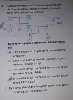 3. Aşağıdaki soyağacında X kromozomu üzerinde çeki-
nik bir genle kalıtılan özelliği fenotipinde gösteren bi-
reyler koyu renkli olarak verilmiştir.
: Dişi
: Erkek
2
3
XR XT XRY XTY
Buna göre, aşağıdaki ifadelerden hangisi yanlış-
tır?
A) 1, 2 ve 4 numaralı bireyler özellik bakımından he-
terozigottur.
B) 3 numaralı birey bu özellikle ilgili baskın geni 1
numaralı bireyden almıştır.
C) 4 numaralı bireyin bu özelliği fenotipinde göste-
ren erkek çocuğu olabilir.
5 numaralı bireyin bu özellik bakımından çekinik
fenotipli kızı olabilir.
E) Numaralandırılmış bireylerin tamamının genoti-
pinde bu gen bulunmayabilir.