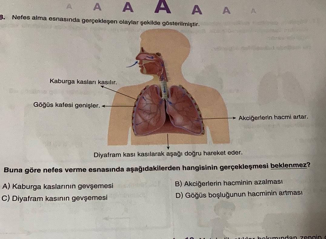 A A
B. Nefes alma esnasında gerçekleşen olaylar şekilde gösterilmiştir.
A A A A
Kaburga kasları kasılır.
Göğüs kafesi genişler.
Akciğerlerin hacmi artar.
Diyafram kasi kasılarak aşağı doğru hareket eder.
Buna göre nefes verme esnasında aşağıdakilerden hang