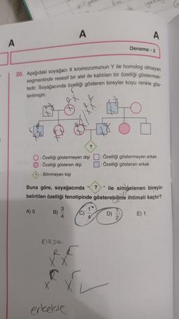 A
A
A
Deneme - 2
-
20. Aşağıdaki soyağacı X kromozomunun Y ile homolog olmayan
segmentinde resesif bir alel ile kalıtılan bir özelliği göstermek
tedir. Soyağacında özelliği gösteren bireyler koyu renkle gös
terilmiştir.
2
O : Özelliği göstermeyen dişi
O: Özelliği gösteren dişi
Bilinmeyen kişi
Özelliği göstermeyen erkek
Özelliği gösteren erkek
?
Buna göre, soyağacında ile simgelenen bireyin
belirtilen özelliği fenotipinde gösterebilme ihtimali kaçtır?
3
A)
B)
D)
E) 1
4
kizse
RE
XX
X
erkelse