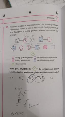 A
A
A
Deneme - 2
-
20. Aşağıdaki soyağacı X kromozomunun Y ile homolog olmayan
segmentinde resesif bir alel ile kalıtılan bir özelliği göstermek
tedir. Soyağacında özelliği gösteren bireyler koyu renkle gös
terilmiştir.
2
O : Özelliği göstermeyen dişi
O: Özelliği gösteren dişi
Bilinmeyen kişi
Özelliği göstermeyen erkek
Özelliği gösteren erkek
?
Buna göre, soyağacında ile simgelenen bireyin
belirtilen özelliği fenotipinde gösterebilme ihtimali kaçtır?
3
A)
B)
D)
E) 1
4
kizse
RE
XX
X
erkelse
