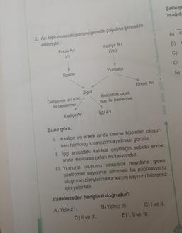 Şekle go
aşağıda
A) K
B)
2. Arı toplumundaki partenogenetik çoğalma şematize
edilmiştir.
Erkek Ari
Kraliçe Ari
(n)
(2n)
C)
MEB 2020-2021 Ölçme, Değerlendirme ve Smav Hizmetleri Ge
D)
Yumurta
E)
Sperm
Erkek Ari
Zigot
Gelişimde çiçek
tozu ile beslenme
Gelişimde arı sütü
ile beslenme
İşçi Ari
Kraliçe Ani
Buna göre,
1. Kraliçe ve erkek arıda üreme hücreleri oluşur-
ken homolog kromozom ayrılması görülür.
II. Işçi arılardaki kalıtsal çeşitliliğin sebebi erkek
arıda meydana gelen mutasyondur.
III. Yumurta oluşumu sırasında meydana gelen
sentromer sayısının bilinmesi bu popülasyonu
oluşturan bireylerin kromozom sayısını bilmemiz
için yeterlidir.
ifadelerinden hangileri doğrudur?
A) Yalnız I.
D) II ve III.
B) Yalnız III. C) I ve II.
E) I, II ve III.