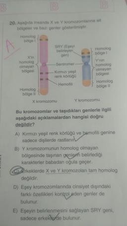 20. Asagida insanda X ve Y kromozomlarına ait
bölgeler ve bazı genler gösterilmiştir.
Homolog
bölge
SRY (Eşeyi
belirleyen
Homolog
gen)
bölge
homolog
Y'nin
Sentromer
olmayan
homolog
bölgesi
Kırmızı yeşil
olmayan
renk körlüğü
bölgesi
Hemofili
Homolog
Homolog
bölge 11
bölge 11
X'in
X kromozomu
Y kromozomu
Bu kromozomlar ve taşıdıkları genlerle ilgili
aşağıdaki açıklamalardan hangisi doğru
değildir?
A) Kırmızı yeşil renk körlüğü ve hemofili genine
sadece dişilerde rastlanır
B) Y kromozomunun homolog olmayan
bölgesinde taşınan genlerin belirlediği
karakterler babadan oğula geçer.
COD2rkeklerde X ve Y kromozolari tam homolog
değildir.
D) Eşey kromozomlarında cinsiyet dışındaki
farklı özellikleri kontrol eden genler de
bulunur.
E) Eşeyin belirlenmesini sağlayan SRY geni,
sadece erkeklerde bulunur.