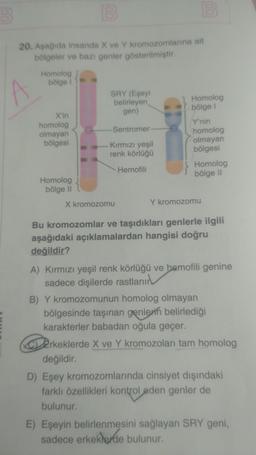 20. Asagida insanda X ve Y kromozomlarına ait
bölgeler ve bazı genler gösterilmiştir.
Homolog
bölge
SRY (Eşeyi
belirleyen
Homolog
gen)
bölge
homolog
Y'nin
Sentromer
olmayan
homolog
bölgesi
Kırmızı yeşil
olmayan
renk körlüğü
bölgesi
Hemofili
Homolog
Homolog
bölge 11
bölge 11
X'in
X kromozomu
Y kromozomu
Bu kromozomlar ve taşıdıkları genlerle ilgili
aşağıdaki açıklamalardan hangisi doğru
değildir?
A) Kırmızı yeşil renk körlüğü ve hemofili genine
sadece dişilerde rastlanır
B) Y kromozomunun homolog olmayan
bölgesinde taşınan genlerin belirlediği
karakterler babadan oğula geçer.
COD2rkeklerde X ve Y kromozolari tam homolog
değildir.
D) Eşey kromozomlarında cinsiyet dışındaki
farklı özellikleri kontrol eden genler de
bulunur.
E) Eşeyin belirlenmesini sağlayan SRY geni,
sadece erkeklerde bulunur.
