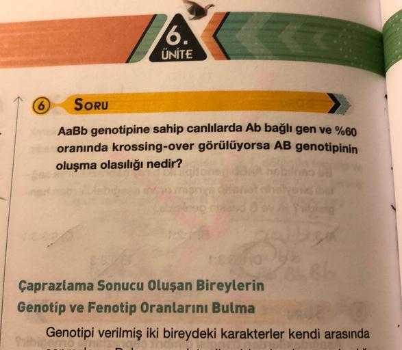 6.
ÜNİTE
SORU
AaBb genotipine sahip canlılarda Ab bağlı gen ve %60
oranında krossing-over görülüyorsa AB genotipinin
oluşma olasılığı nedir?
Çaprazlama Sonucu Oluşan Bireylerin
Genotip ve Fenotip Oranlarını Bulma
Genotipi verilmiş iki bireydeki karakterler