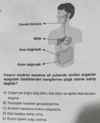 Yemek borusu
Mide
ince bağırsak
Kalın bağırsak
İnsanın sindirim kanalına ait yukarıda verilen organlar
aşağıdaki özelliklerden hangilerine ortak olarak sahip
değildir?
A) Dıştan içe doğru bağ doku, kas doku ve epitel dokulardan
oluşma
B) Peristaltik hareke