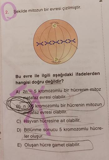 2
2. Şekilde mitozun bir evresi çizilmiştir.
XX
Bu evre ile ilgili aşağıdaki ifadelerden
hangisi doğru değildir?
A) 2n = 5 kromozomlu bir hücrenin mitoz
metafaz evresi olabilir.
B) n5 kromozomlu bir hücrenin mitozun
metafaz evresi olabilir.
C) Hayvan hücre