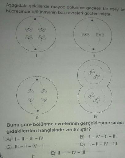 Aşağıdaki şekillerde mayoz bölünme geçiren bir eşey ar
hücresinde bölünmenin bazı evreleri gösterilmiştir.
*
Buna göre bölünme evrelerinin gerçekleşme sırası
ğıdakilerden hangisinde verilmiştir?
AD I- 11 - 11 -V
B) - - I - II
C) 11-1-IV-
D) 1-11-IV- DI
EFI