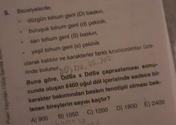 5. Bezelyelerde;
düzgün tohum geni (D) baskin,
buruşuk tohum geni (d) çekinik,
san tohum geni (S) baskin,
yeşil tohum geni (s) çekinik
olarak kalitilir ve karakterler farkh kromozomlar üze-
rinde bulunur.
Buna göre, DdSs x DdSs çaprazlaması sonu-
cunda oluşan 6400 oğul döl içerisinde sadece bir
karakter bakımından baskın fenotipli olması bek-
lenen bireylerin sayısı kaçtır?
A) 900 B) 1050 C) 1200 D) 1800 E) 2400
Io hoolu
000
20 Dd, DS, DS1)
Puan Yayınlan I Goç Sen
