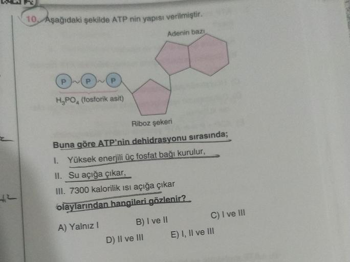 10 Aşağıdaki şekilde ATP nin yapısı verilmiştir.
Adenin bazi
P
P WP
H PO, (fosforik asit)
Riboz şekeri
Buna göre ATP'nin dehidrasyonu sırasında;
1. Yüksek enerjili üç fosfat bağı kurulur,
II. Su açığa çıkar,
III. 7300 kalorilik isi açığa çıkar
olaylarından