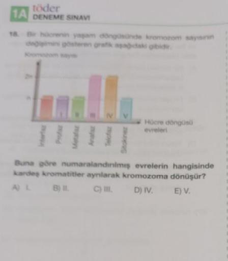 töder
1A DENEME SINAVI
To Br hacrenn yogam dengarande kromarom sayenin
Hocre congos
evreler
Stokinet
Buna göre numaralandinsime evrelerin hangisinde
de kromatitler ayrılarak kromozoma dönüşür?
B) C) D) IV. E) V.
