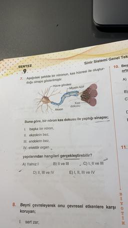 Sinir Sistemi Genel Tek
10. Bey
orta
SENTEZ
9.
7. Aşağıdaki şekilde bir nöronun, kas hücresi ile oluştur-
duğu sinaps gösterilmiştir.
-Hücre gövdesi
r-Miyelin kılıf
A)
B)
C
Kas
dokusu
Akson
E
Buna göre, bir nöron kas dokusu ile yaptığı sinapsi;
1. başka bir nöron,
II. ekzokrin bez,
III. endokrin bez,
IV. efektör organ
11.
yapılarından hangileri gerçekleştirebilir?
A) Yalnız! B) II ve III C) I, II ve III
D) II, III ve IV
E) I, II, III ve IV
B
i
8. Beyni çevreleyerek onu çevresel etkenlere karşi o
koruyan;
- OHM
I. sert zar,
K