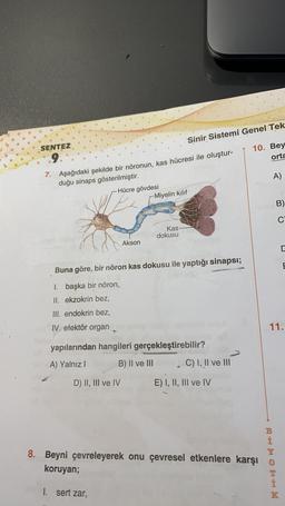 Sinir Sistemi Genel Tek
10. Bey
orta
SENTEZ
9.
7. Aşağıdaki şekilde bir nöronun, kas hücresi ile oluştur-
duğu sinaps gösterilmiştir.
-Hücre gövdesi
r-Miyelin kılıf
A)
B)
C
Kas
dokusu
Akson
E
Buna göre, bir nöron kas dokusu ile yaptığı sinapsi;
1. başka bir nöron,
II. ekzokrin bez,
III. endokrin bez,
IV. efektör organ
11.
yapılarından hangileri gerçekleştirebilir?
A) Yalnız! B) II ve III C) I, II ve III
D) II, III ve IV
E) I, II, III ve IV
B
i
8. Beyni çevreleyerek onu çevresel etkenlere karşi o
koruyan;
- OHM
I. sert zar,
K
