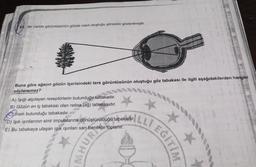 63. Bir cismin görüntüsünün gözde nasıl oluştuğu görselde gösterilmiştir.
Buna göre ağacın gözün içerisindeki ters görüntüsünün oluştuğu göz tabakası ile ilgili aşağıdakilerden hangisi
söylenemez?
A) Işığı algılayan reseptörlerin bulunduğu tabakadır.
B) Gözün en iç tabakası olan retina (ağ) tabakasıdır.
Arisin bulunduğu tabakadır.
D) Işık ışınlarının sinir impulslarına dönüştürüldüğü tabakadır.
E) Bu tabakaya ulaşan ışık ışınları sarı benekte toplanır.
Solabar
kadri L.L)
NHUR
EĞİTİM
