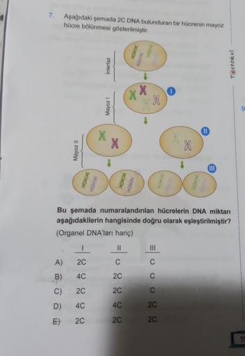 7.
Aşağıdaki şemada 2C DNA bulunduran bir hücrenin mayoz
hücre bölünmesi gösterilmiştir.
>OOK
OOK
Interfaz
Testokul
1
XX
X
Mayoz
9
II
X
X
*
Mayoz 11
X
DODO
000
DO00
000
Bu şemada numaralandırılan hücrelerin DNA miktarı
aşağıdakilerin hangisinde doğru olara