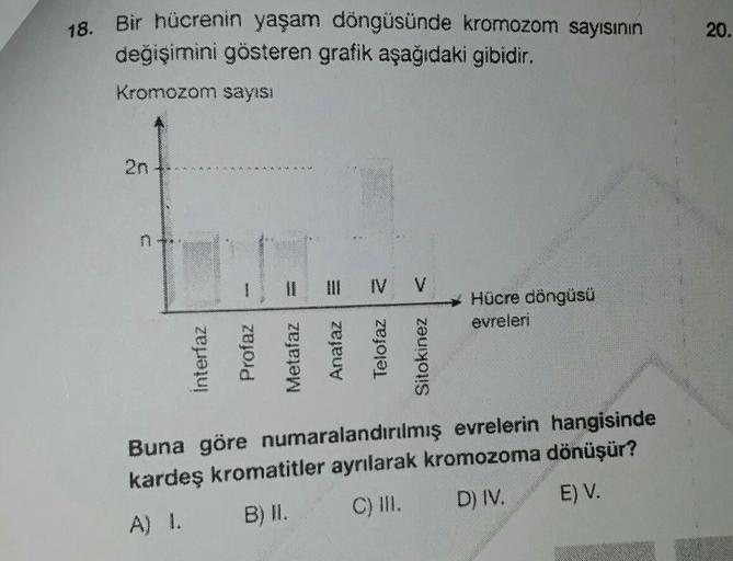 20.
18. Bir hücrenin yaşam döngüsünde kromozom sayısının
değişimini gösteren grafik aşağıdaki gibidir.
Kromozom sayısı
2n
II III IV V
Hücre döngüsü
evreleri
Sitokinez
Buna göre numaralandırılmış evrelerin hangisinde
kardeş kromatitler ayrılarak kromozoma d