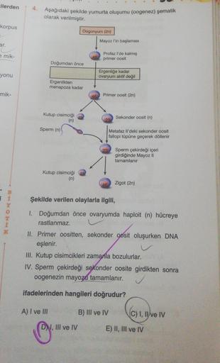 cilerden
4.
Aşağıdaki şekilde yumurta oluşumu (oogenez) şematik
olarak verilmiştir.
korpus
Oogonyum (2n)
Mayoz l'in başlaması
ar.
7 mik-
Profaz l'de kalmış
primer oosit
Doğumdan önce
yonu
Ergenliğe kadar
ovaryum aktif değil
Ergenlikten
menapoza kadar
mik-