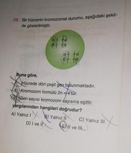 28. Bir hücrenin kromozomal durumu, aşağıdaki şekil-
de gösterilmiştir.
to
B
at to
E Et te
Buna göre,
Hücrede dört çeşit gen byálunmaktadır.
1. Kromozom formülü 2n = 4'tür.
+
NIS Gen sayısı kromozom sayısına eşittir.
yargılarından hangileri doğrudur?
A) Yalnız! B) Yalnız 11 C) Yalnız III
D) I ve IN E) II ve III
y