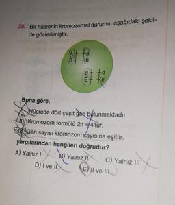 28. Bir hücrenin kromozomal durumu, aşağıdaki şekil-
de gösterilmiştir.
to
B
at to
E Et te
Buna göre,
Hücrede dört çeşit gen byálunmaktadır.
1. Kromozom formülü 2n = 4'tür.
+
NIS Gen sayısı kromozom sayısına eşittir.
yargılarından hangileri doğrudur?
A) Yalnız! B) Yalnız 11 C) Yalnız III
D) I ve IN E) II ve III
y
