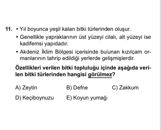 11. Yil boyunca yeşil kalan bitki türlerinden oluşur.
. Genellikle yapraklarının üst yüzeyi cilalı, alt yüzeyi ise
kadifemsi yapıdadır.
• Akdeniz İklim Bölgesi içerisinde bulunan kızılçam or-
manlarının tahrip edildiği yerlerde gelişmişlerdir.
Özellikleri verilen bitki topluluğu içinde aşağıda veri-
len bitki türlerinden hangisi görülmez?
B) Defne
C) Zakkum
A) Zeytin
D) Keçiboynuzu
E) Koyun yumağı
