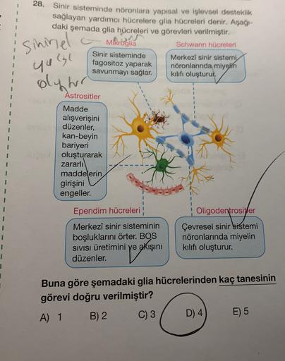 1
1
sininel
28. Sinir sisteminde nöronlara yapısal ve işlevsel desteklik
sağlayan yardımcı hücrelere glia hücreleri denir. Aşağı-
daki şemada glia hücreleri ve görevleri verilmiştir.
6- Miraglia
Schwann hücreleri
Sinir sisteminde
Merkezi sinir sistemi
fago