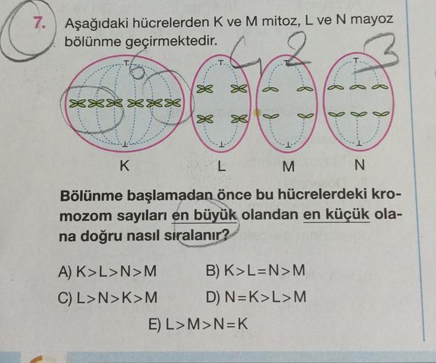 7. Aşağıdaki hücrelerden K ve M mitoz, L ve N mayoz
bölünme geçirmektedir.
T-
BR XXX
-1
K
L
M
N
Bölünme başlamadan önce bu hücrelerdeki kro-
mozom sayıları en büyük olandan en küçük ola-
na doğru nasıl siralanır?
A) K>L>N>M B) K>L=N>M
C) L>N>K>M D) N=K>L>M